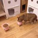 로이상사 | 고양이 사료토 때문에 고민이라면? 19마리 구조묘가정의 슬로우식기 사용 후기