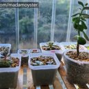 양지로10L 이미지