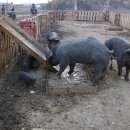 돼지농장 이미지