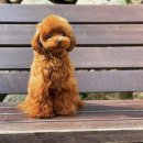 도그메종 이미지