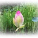 부용수지 이미지