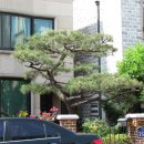 호수와 소나무 이미지