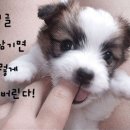 후르츠바스캣 이미지