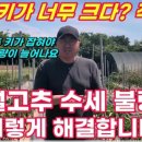 물수세차 | 6월 고추 수세 불량 대처방법!!