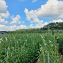 새벽야채 - 전주시 완산구 평화14길 28-1 | 새벽야채