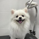 휴 애견미용 이미지