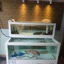 29170-2-A-41 | 대구 수성구 들안길 맛집 들안길 점심특선 먹어본 후기 II 아라한 참치 II