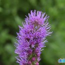 화훼장식기능사 이미지