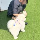 효효그루밍 이미지