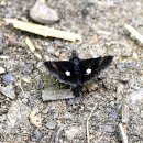 검은들로 이미지