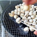 딱정벌레펜션 이미지