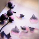 샤넬 디자인 이미지