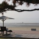 속삭이는 바다 | 서해 바다 건너 만난 임자도, 튤립 백만 송이가 속삭이는 봄 이야기