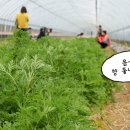 화악농장 이미지