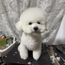 젤라정 이미지