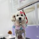 몽가펫 | 경산애견미용 잘 하는곳, 몽가펫!!