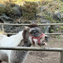 제주자연동물병원 | 제주 화조원 후기 ㅣ아이랑 가기 좋은 제주도 동물 체험 힐링 코스 (꿀팁 포함)