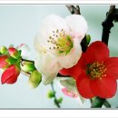 황금비늘 이미지