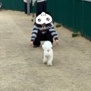 (주)펫바라기 이미지