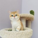 골든스웨터 캐터리 이미지