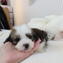 유니콘농장 | 창원강아지분양 상상 속 유니콘 같던, 버니두들분양 드디어 성공한 이야기