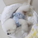 강아지 여름 나기🥵 이거 없으면 안 돼요!!