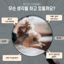 코지펫 이미지