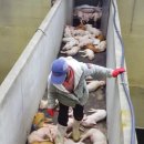 도드람농장 이미지