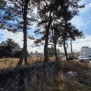 표선리-1 이미지