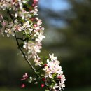 사과꽃 향기는 바람 이미지