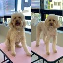 꾸니베어 이미지