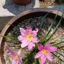 앵두식당 이미지