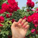 완산-107 | 전주 신시가지 네일 추천 뷰티시선!!! 내돈내산 n번째 방문 후기 - 뷰티시선