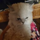 서열농장 이미지