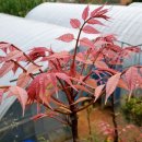 나무뜨락 이미지