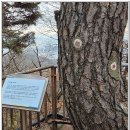 남산 교육연구시설 신축공사 | 산행기 - 한양도성 순성길 종주 (2025.11.29)