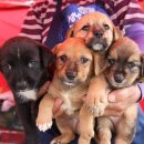 개팔자 상팔자 이미지