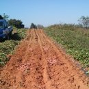 화수 농장 이미지