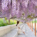 "몽환적인 보랏빛 꽃터널"... 5월 가볼만한 국내 등나무꽃 명소 BEST5 이미지