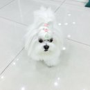 오늘동물병원 이미지