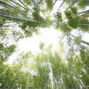 대한다원 이미지