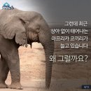 상아 Daum카페