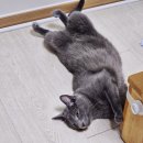 [딸의 글] 건성피부도 픽싱쿠션 쓸 수 있다! 애터미아델리카 픽싱쿠션 완벽.밀착.커버.픽스