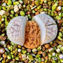 썬플라워 이미지