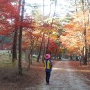 서천 "희리산 해송자연휴양림" 가을 단풍( 11. 12 ) 이미지