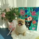 마미몽 펫샵 이미지