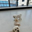 도토리 강아지 유치원 네이버블로그