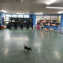 애견훈련소 보담 이미지