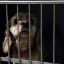 펫토피아 동물병원 이미지