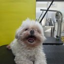 댕곤댕곤 이미지